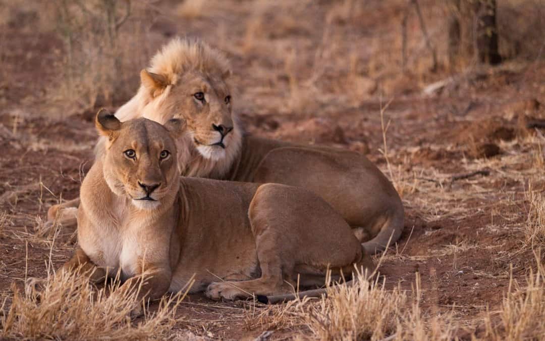 7 Days – Desert, Ocean & Wildlife