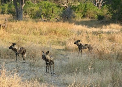Oshana Reservations - Khwai Campsite
